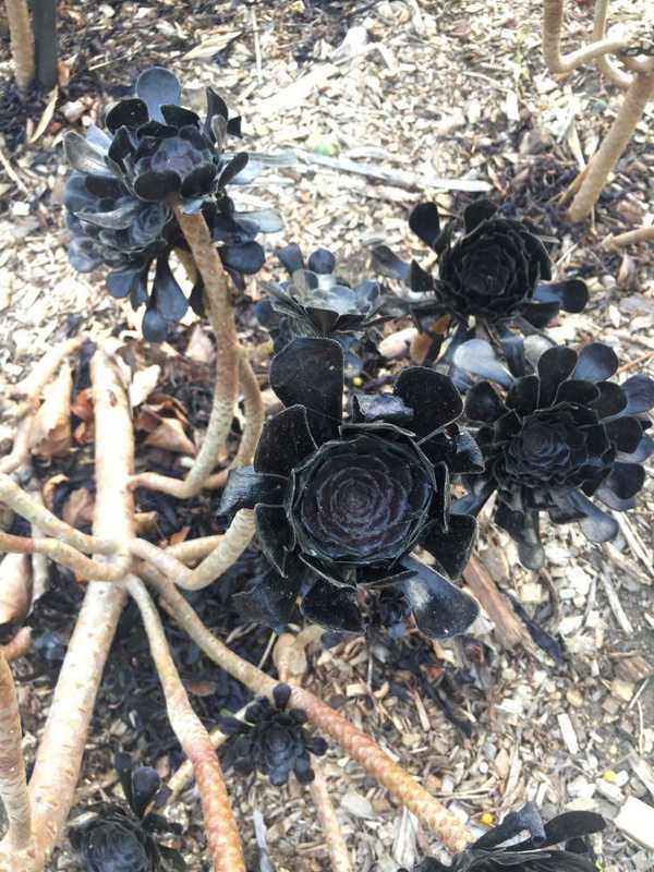 A strange black... flower?