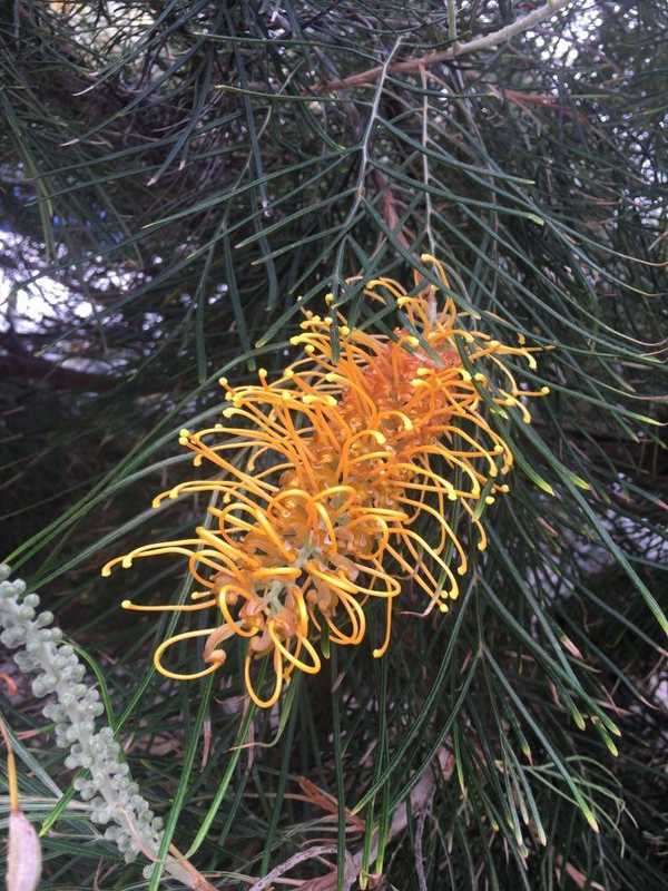 An orange pinecone looking plant