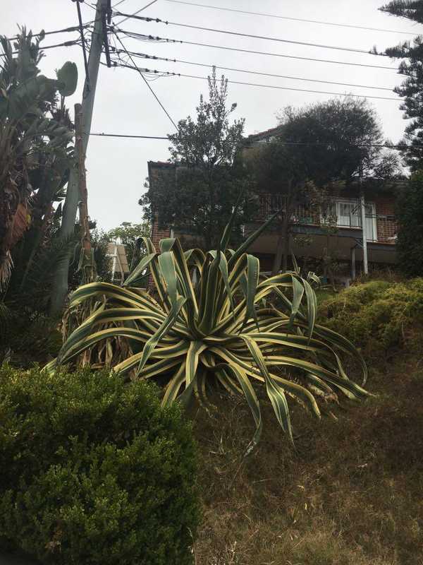 A very large aloe-looking plant