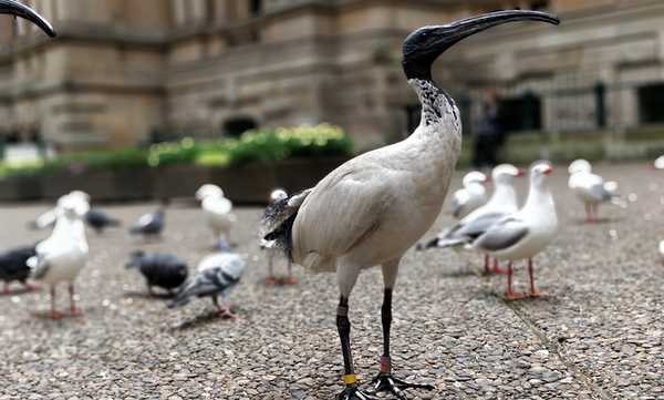 White Ibis, a bird with tall, spindly black legs, a white body, and a thin, long black neck and head with thin, black beak to match.